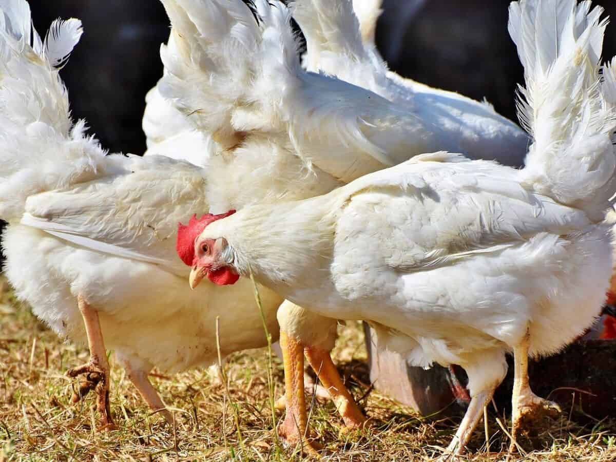 Farmers and consumers bear losses, retailers reap profits: Poultry Committee