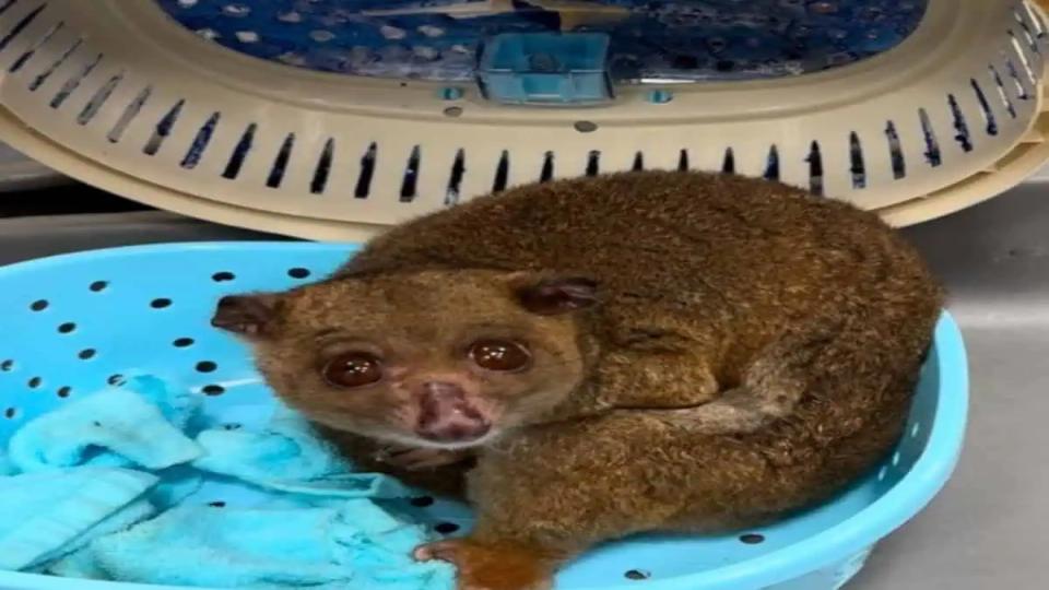 44exoticanimalsrescuedinseparatecasesathyderabadairport