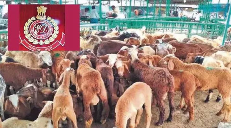 ED raids eight locations in Hyderabad in sheep-rearing scam probe