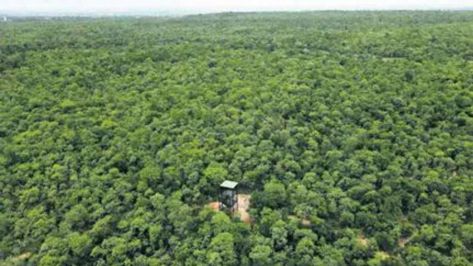 Telangana Forest Dept to set up three professional rescue team