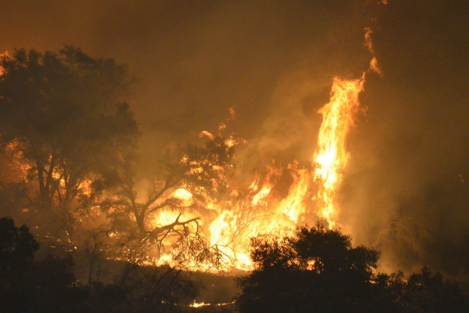 treesacross30acresburntinveldfireatvelugumatlaurbanpark