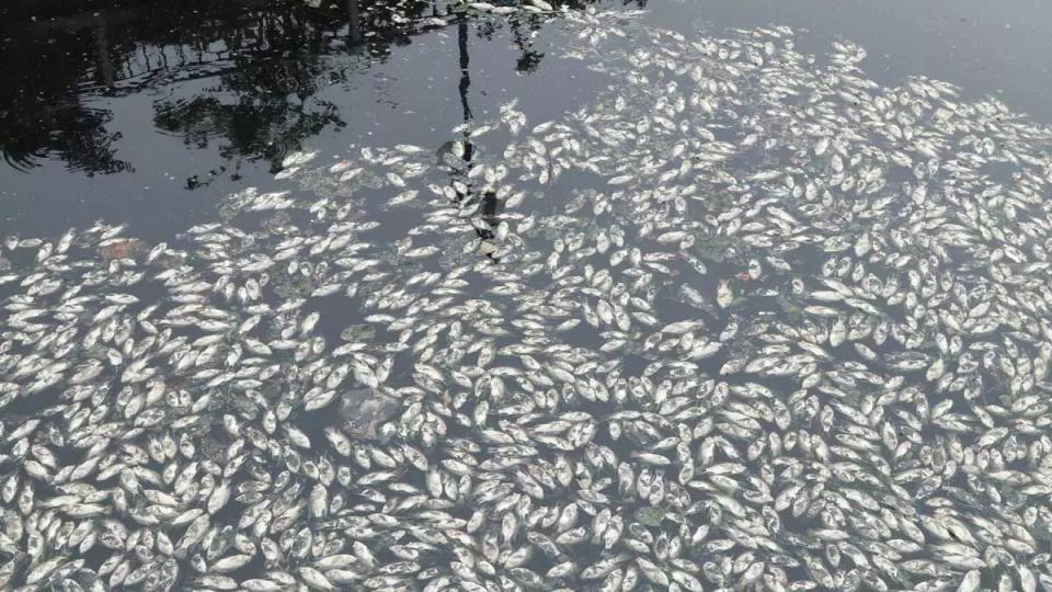 thousandsofdeadfishfoundfloatinginhyderabadlake