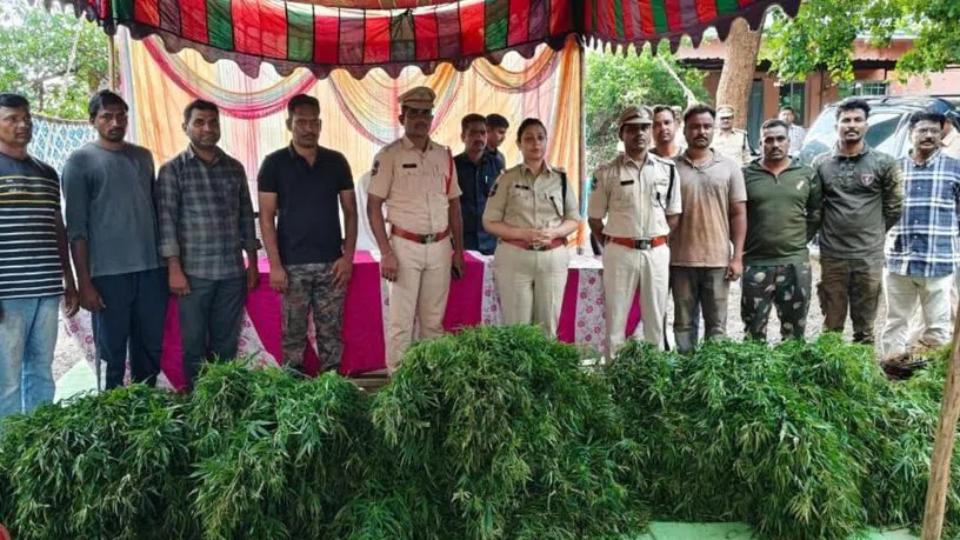 Asifabad police arrest father-son duo for cultivating ganja