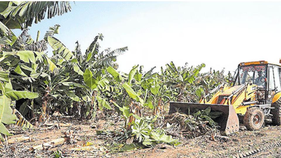 Banana farmers destroy crops in Sangareddy due to price crash