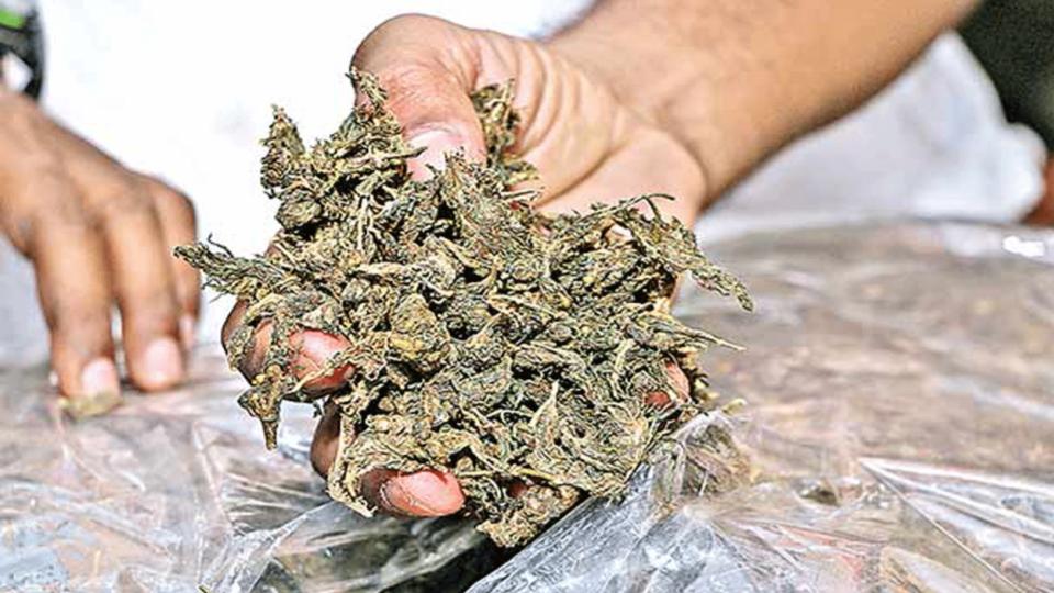 Prohibition officials seize 2.5 kilograms of ganja in Nampally
