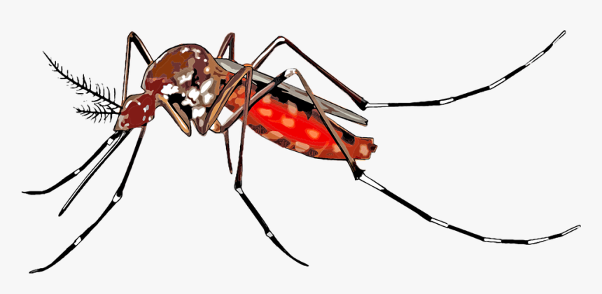 ghmclaunchesdrydayfridaystofightdengue