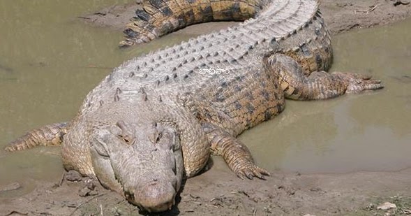 crocodilespottedinnizamabadvillagesquareforestdepartmentrelocatesittosafety