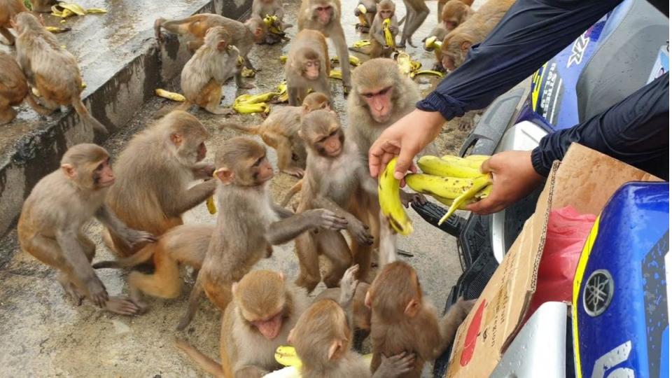 mancherialforestofficialsimposers3000fineforfeedingmonkeys