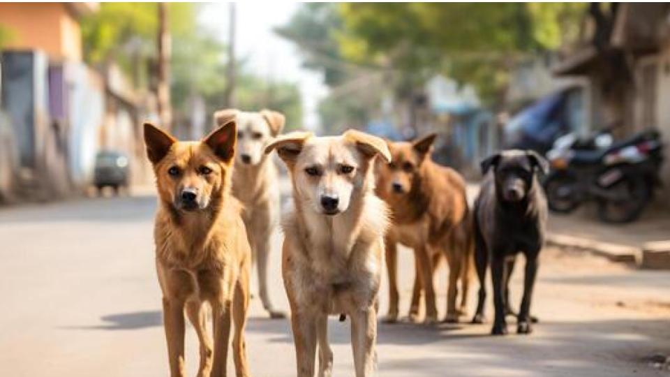 residentsinpanicasdogsseenfeedingonchild?sseveredheadinkothagudem