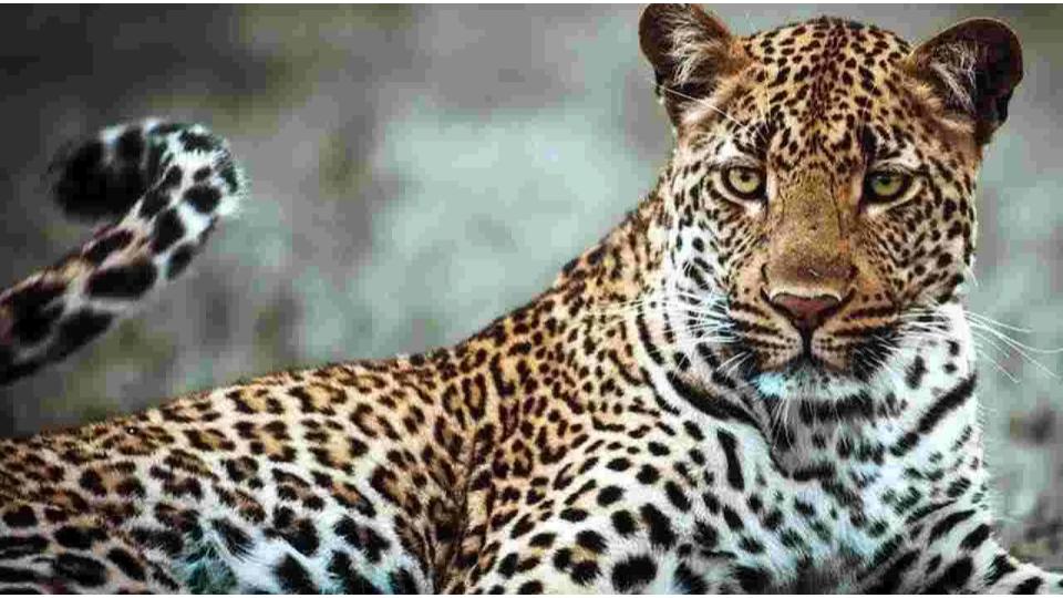 Leopard kills dog on outskirts of Rudrangi, Sircilla