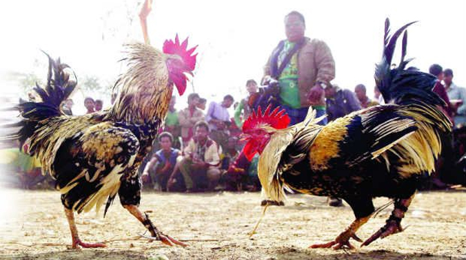nomorecockfightsintelanganaandhra:highcourt