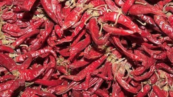Red chilli sold at record high price at Rs 90,000 per quintal in Warangal 
