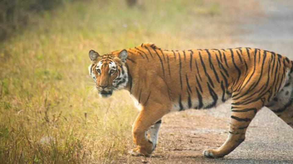 Panic gripped as tiger kills four cattle in Sircilla