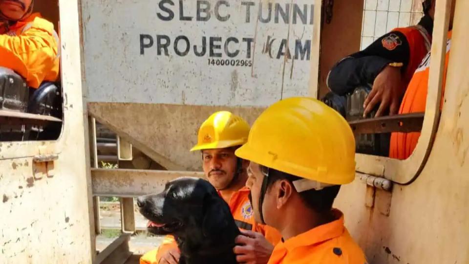 slbctunnelsnifferdogsdeployedtorescuetrappedworkers