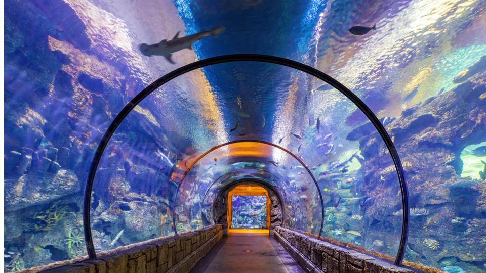 Nehru zoo park to get India’s largest tunnel aquarium