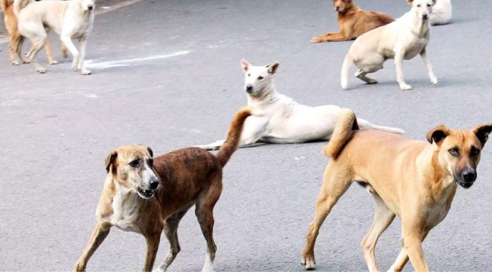 dogsmaul30sheeptodeathinkondurgmandalfarmerappealsforaid
