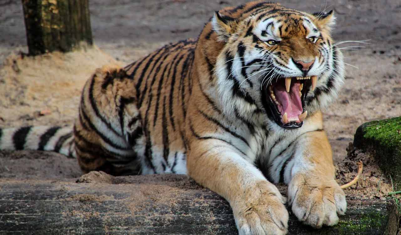 womankilledbytigerwhilepickingcottonballsinasifabad