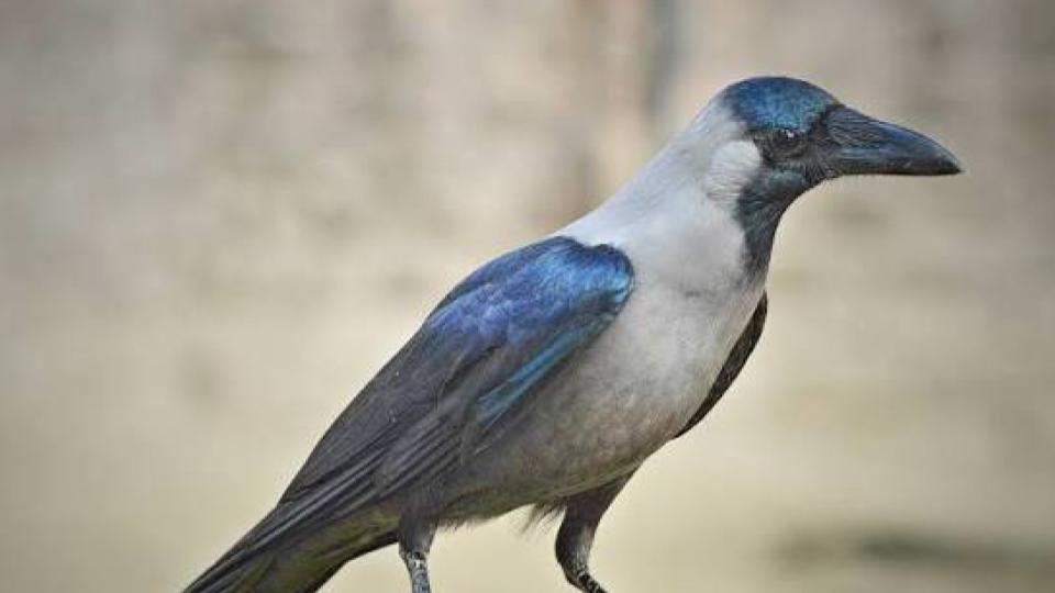 Hyderabad Bird Atlas to track crow population amid concerns over decline