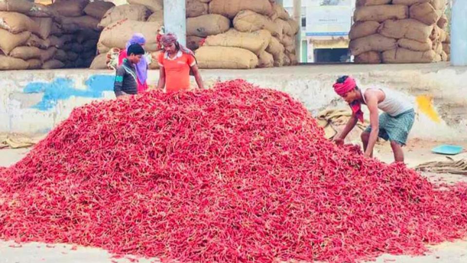 chillifarmersinkhammamstareatpoorharvestsaspestsinfestcrop