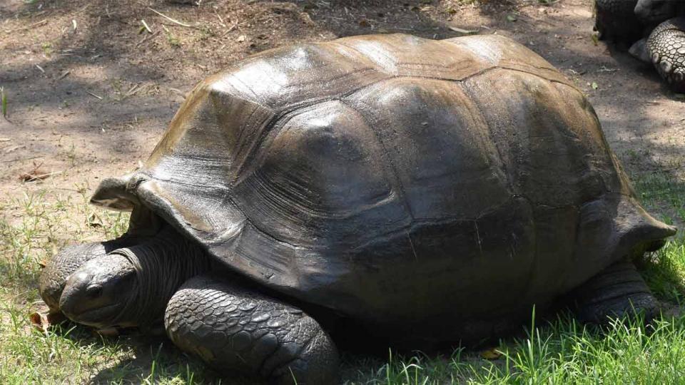 125yearoldtortoiseofnehruzoologicalparkdiedtoday