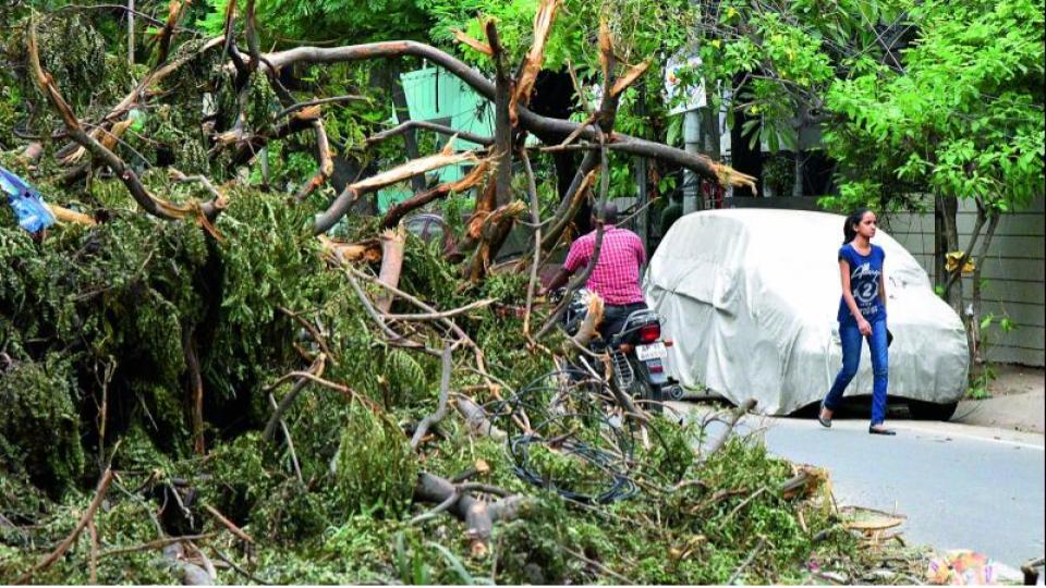 Power cuts due to tree trimming works in Saifabad on Friday