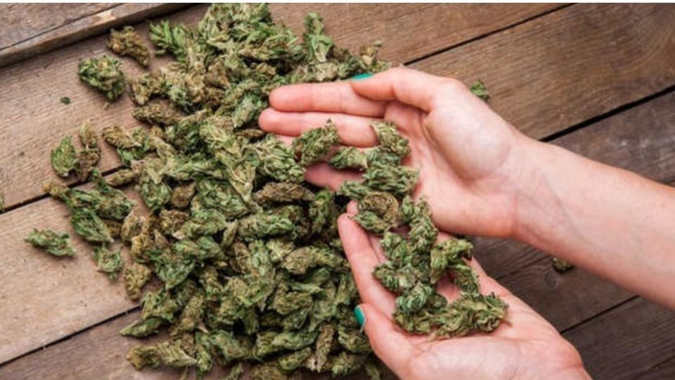 Two Held With 17.1 Kg Ganja Worth Rs 9 Lakh in Hyderabad