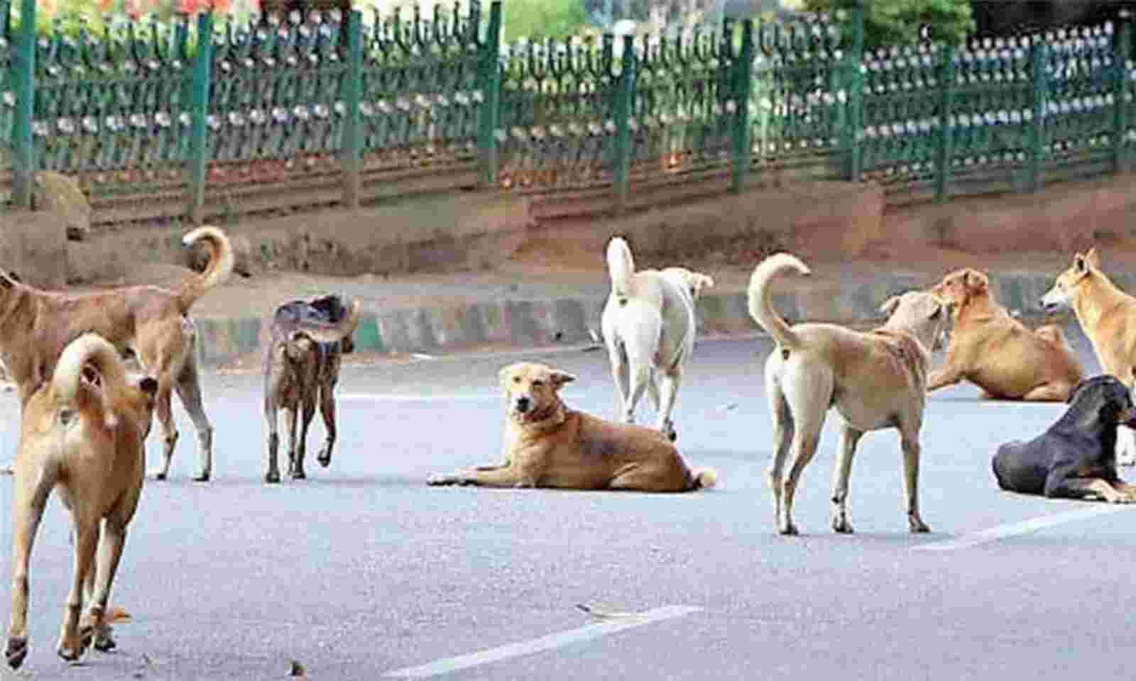 75yearoldwomanmauledtodeathbystraydogsinkamareddydistrict