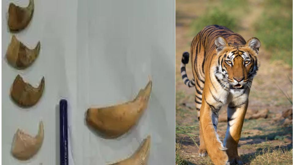 DRI Seizes 7 Tiger Nails and 3 Canine Teeth in Nampally