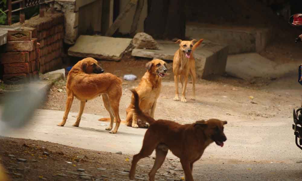 Stray dogs on Hyderabad ORR raise road safety concerns