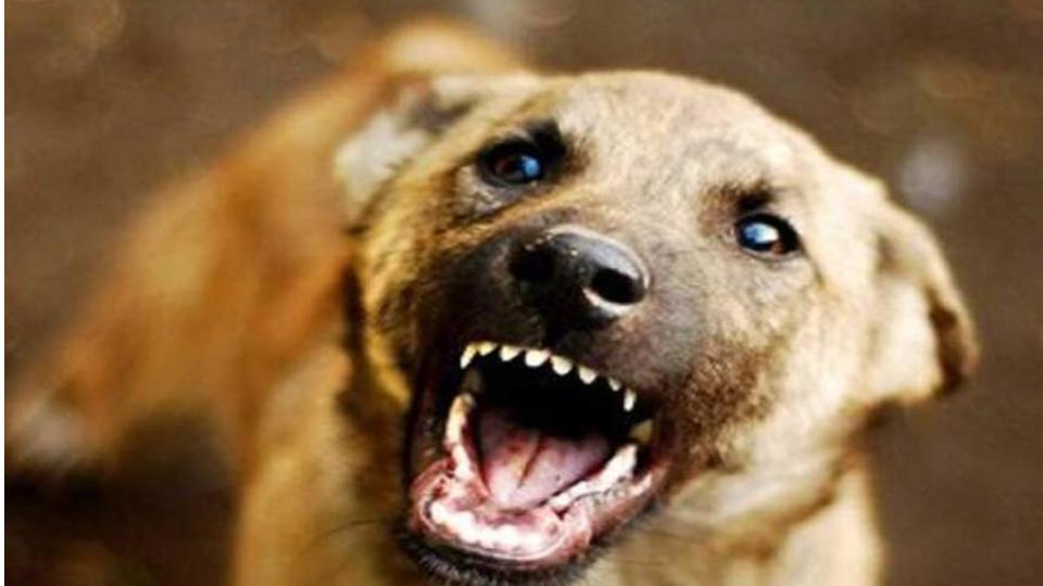 Minor Boy Attacked By Stray Dogs in Hayathnagar