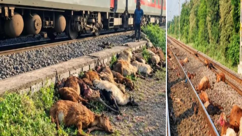 100 sheeps killed after being hit by train in Yadadri