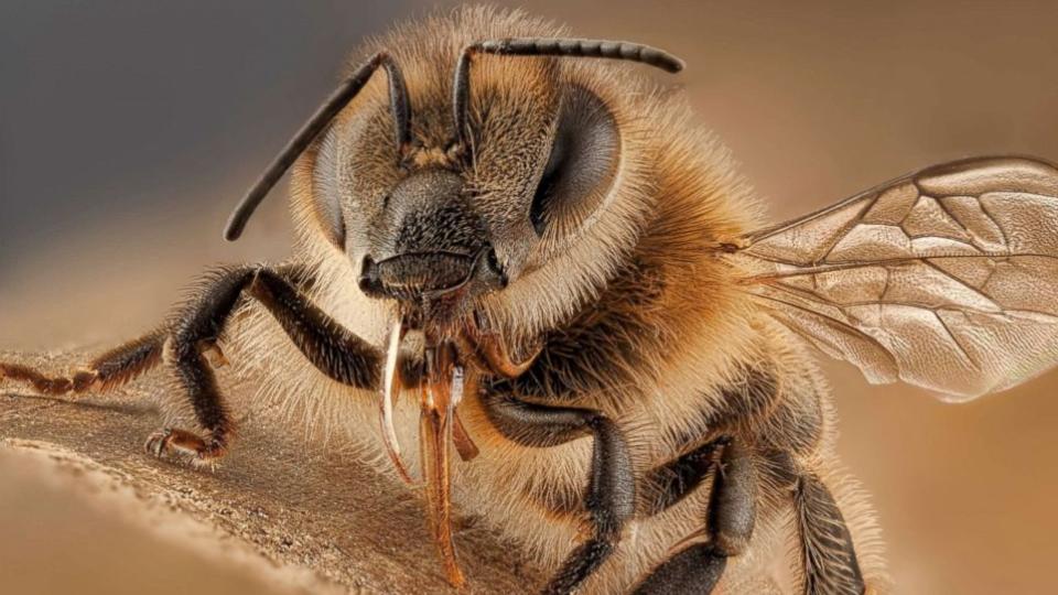 15 injured in honey bee attack in Sangareddy