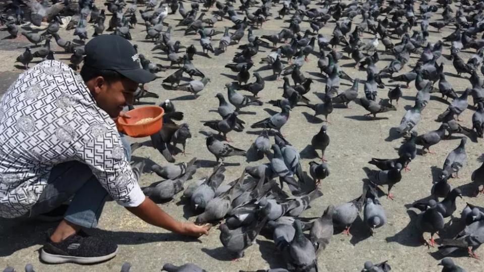 Health officials in Hyderabad urged public to avoid pigeon feeding
