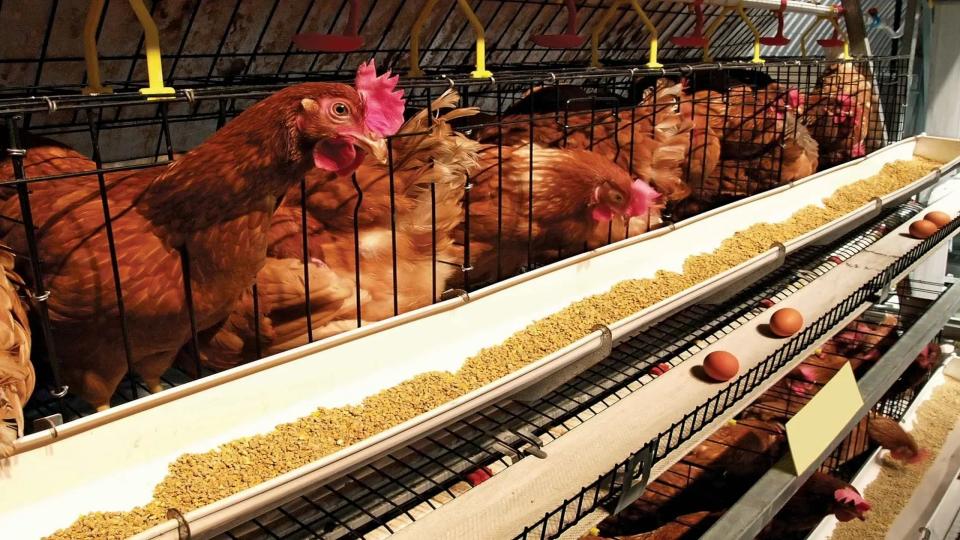 southasia’slargestthreeday‘poultryindiaexpo’opensinhyderabad