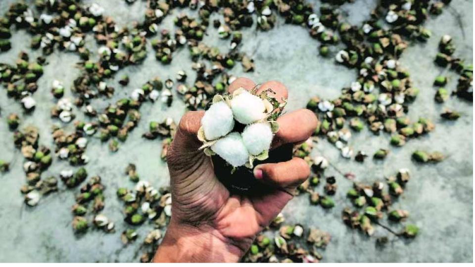100kgbannedcottonseedsseizednearshamirpetonearrested
