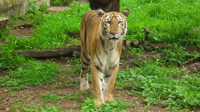 Hyderabad to soon get another zoo, to house exotic animals from Africa, Europe, Australia