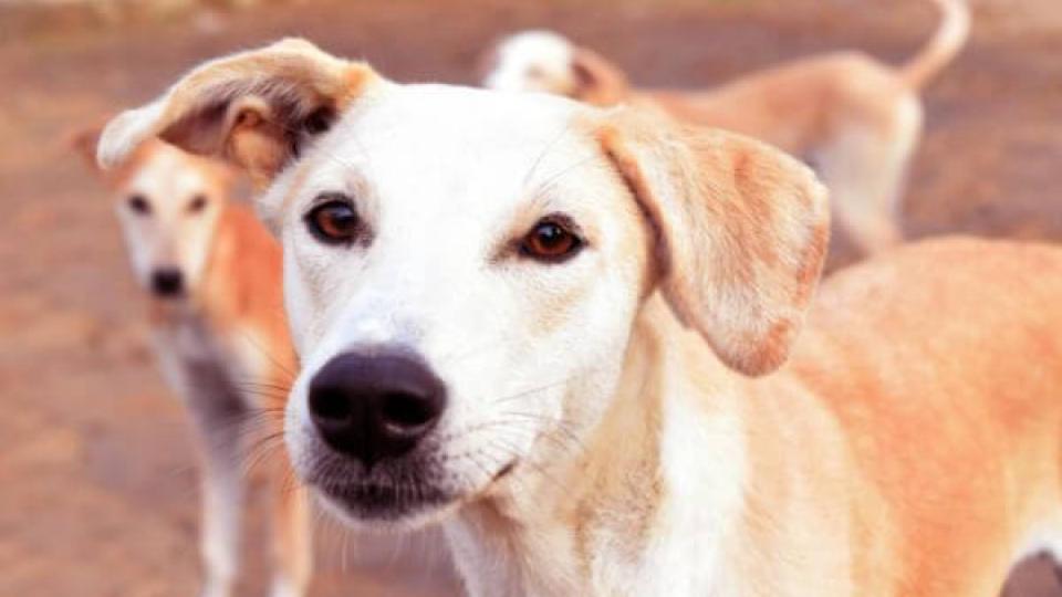 FIR registered over alleged killing of community dogs in Nizamabad