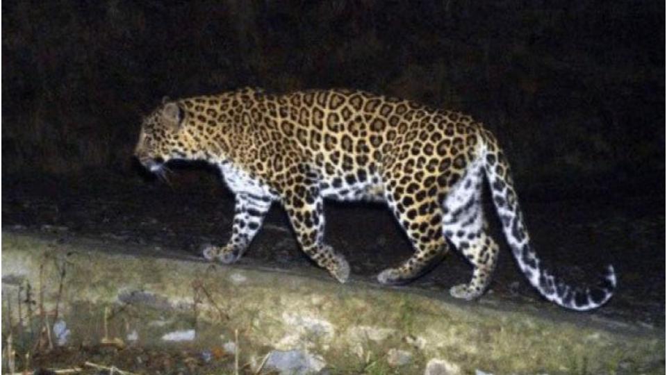 Movement of a leopard creates panic in Mancherial