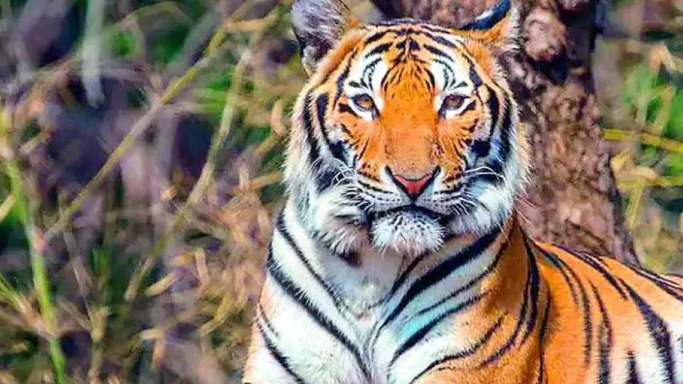 Tiger scare gripped Adilabad district once again