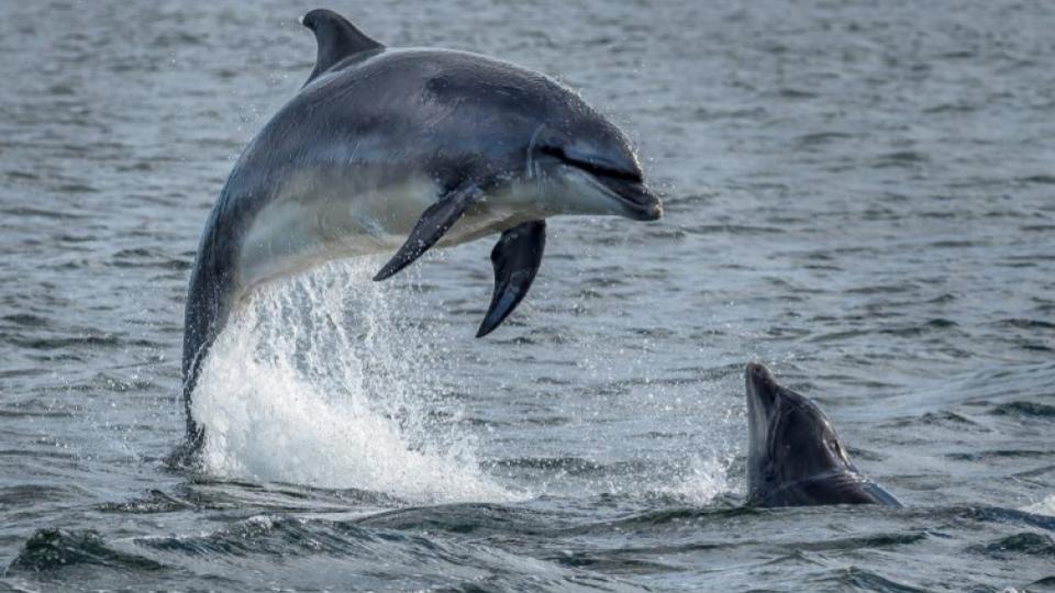 400kgdolphinlandsonfishermen’sboatinnewzealand