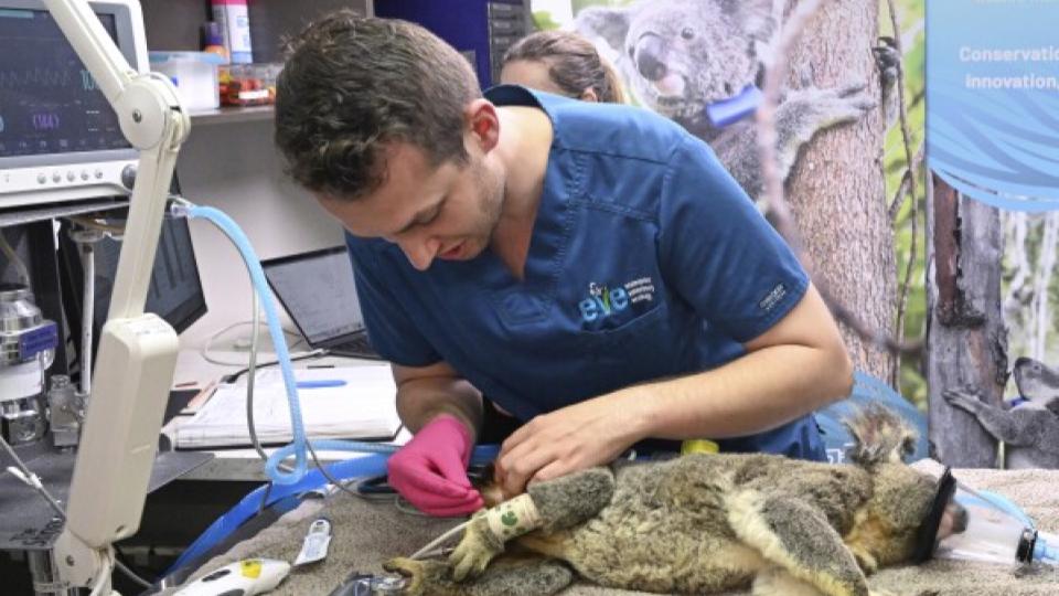 Australia approves world-first vaccine to save koalas from chlamydia