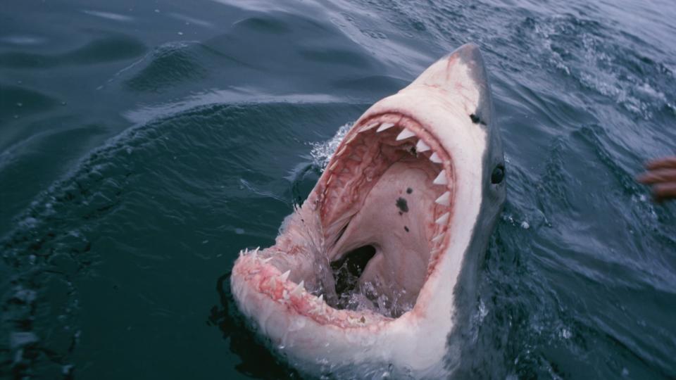 Australia Shuts Dozens East Coast Beaches 