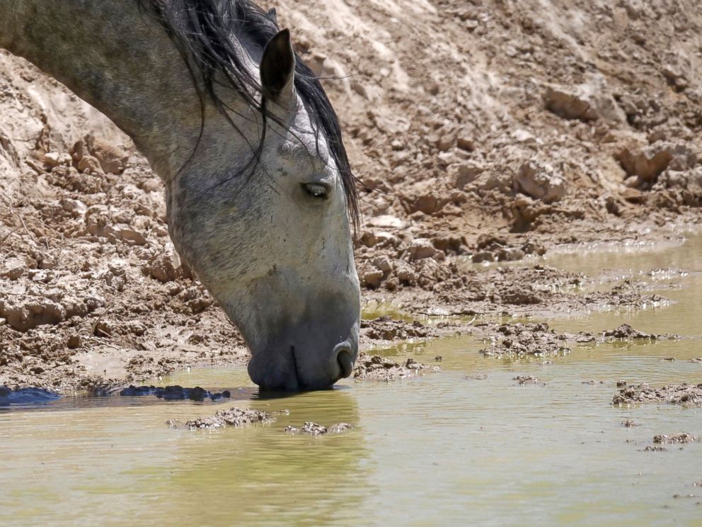 droughtspursextrememeasurestoprotectwestswildhorses