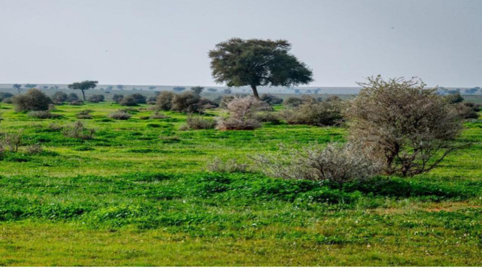 Greenery in Saudi Arabia nature reserve increases to 8.5%