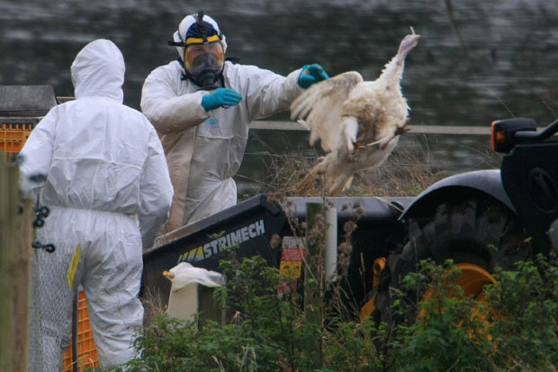 avianflukills230birdsonnetherlandsfarmmorethan37000slaughtered