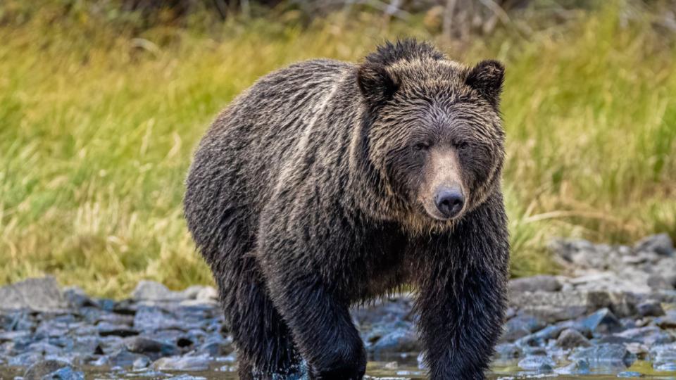 Canada Searches for Bear that Attacked School Group of 20 childrens