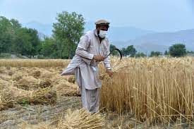 Afghanistan seeks help from UN asking for storage facilities for wheat