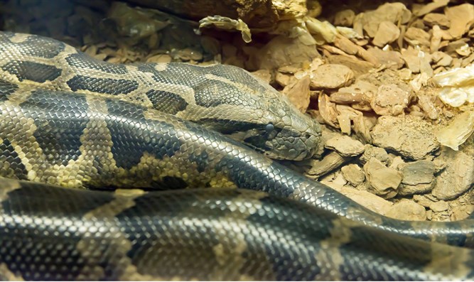 london:womanwakesuptofindpythoninherbed