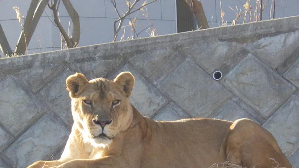 Suspected Heatstroke Kills Three Lions At Tokyo Zoo