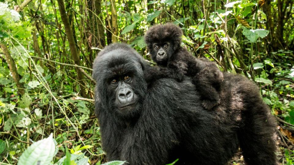 Tourism in Uganda boosts conservation of endangered mountain gorillas